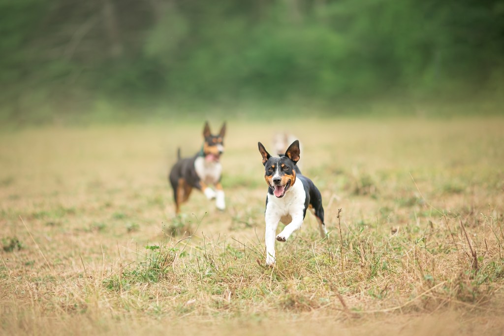 Decker rat terriers also known as Old Dominion Terriers Decker rat terriers for sale in Maine
