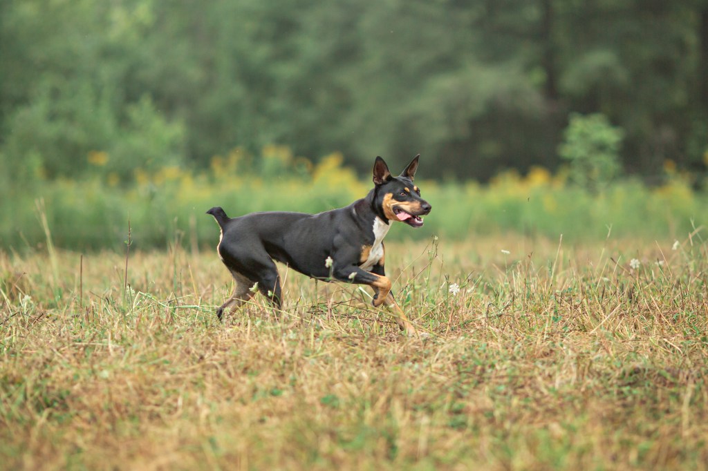 Decker Rat Terrier by breeders Michael & Jillian Monroe in Warren, Maine