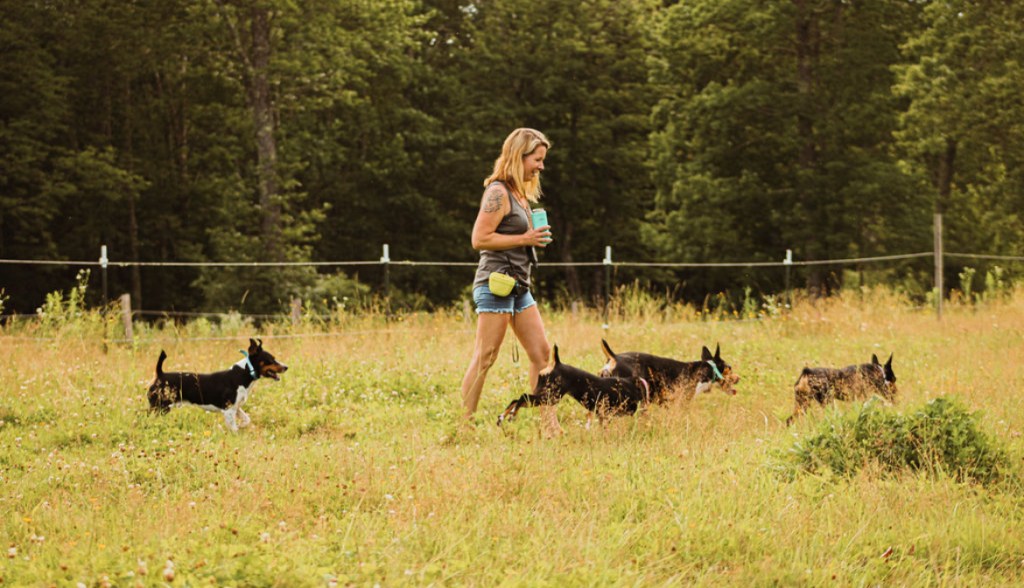 Jillian Monroe and her four Decker Rat Terriers Maine dog breeder Jillian Monroe and her four Decker Rat Terriers (also known as Old Dominion Terriers)